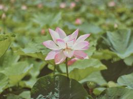 Đồng sen Tháp Mười Đồng sen Tháp Mười