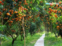 Vườn quýt Lai Vung Vườn quýt Lai Vung